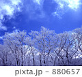 樹氷