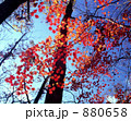 紅葉の午後