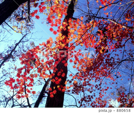 「紅葉の午後」の写真素材 「紅葉の午後」の写真素材