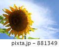 向日葵