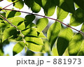 ウルシの葉