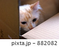 ダンボール猫