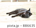 黒猫
