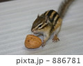 シマリスとクルミ