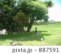 素材ナンバー 887591 : 「蝉取りの少年」