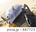 素材ナンバー 887723 : 「釣りの獲物」
