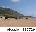 砂浜に群れる牛
