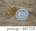 日本最小の蝉