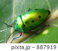 素材ナンバー 887919 : 「ナナホシキンカメムシ」