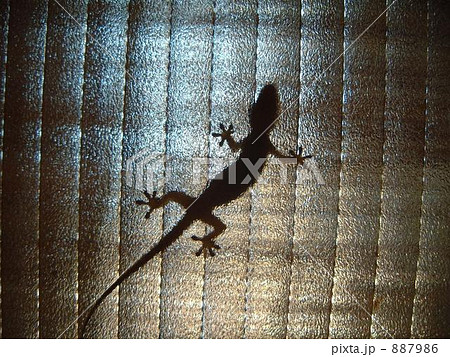 窓に張り付くヤモリの影 窓に張り付くヤモリの影