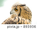 ベンガルワシミミズク
