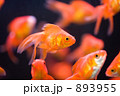 リュウキン（キンギョ）
