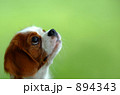 キャバリア