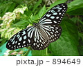 リュウキュウアサギマダラチョウ