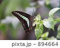 アオスジアゲハ