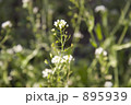 ナズナの花