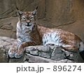 大山猫