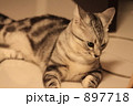 憂いを帯びた猫