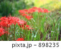 彼岸花
