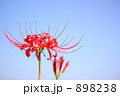 彼岸花