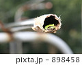 雨蛙