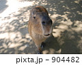 904482