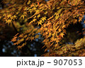 黄色い紅葉