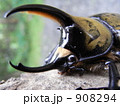 ヒルスシロカブトムシ　アップ