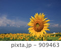 ひまわり畑