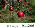 紅玉