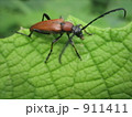 カミキリムシ