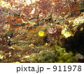 ミナミホコフグの幼魚