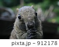 町田リス園のタイワンリス