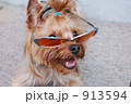 サングラスをしたヨークシャーテリア