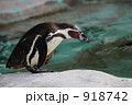 フンボルトペンギン