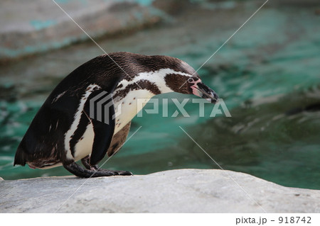フンボルトペンギン