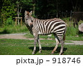 グランドシマウマ