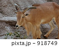 バーバリーシープ