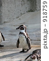 フンボルトペンギン