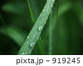 雨露