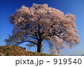 わに塚の一本桜