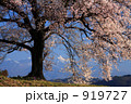 わに塚の一本桜