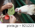 エサを食べるヤギ