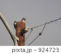 朝からやんちゃな啄木鳥