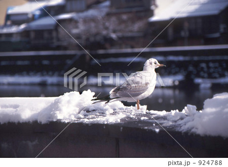 渡り鳥 冬 雪