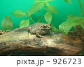 カエル
