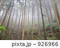 朝霧の杉木立