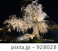 京都、円山公園での夜桜ライトアップ