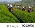 茶摘みの頃