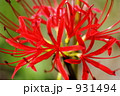 彼岸花